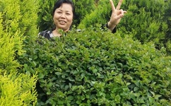 粉色视频APP在线无限看免费丝瓜晶体公司